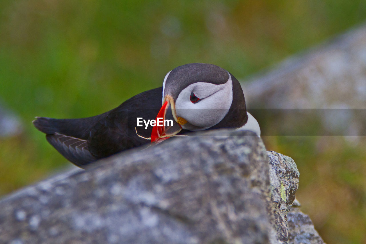 High angle view of puffin perching on rock