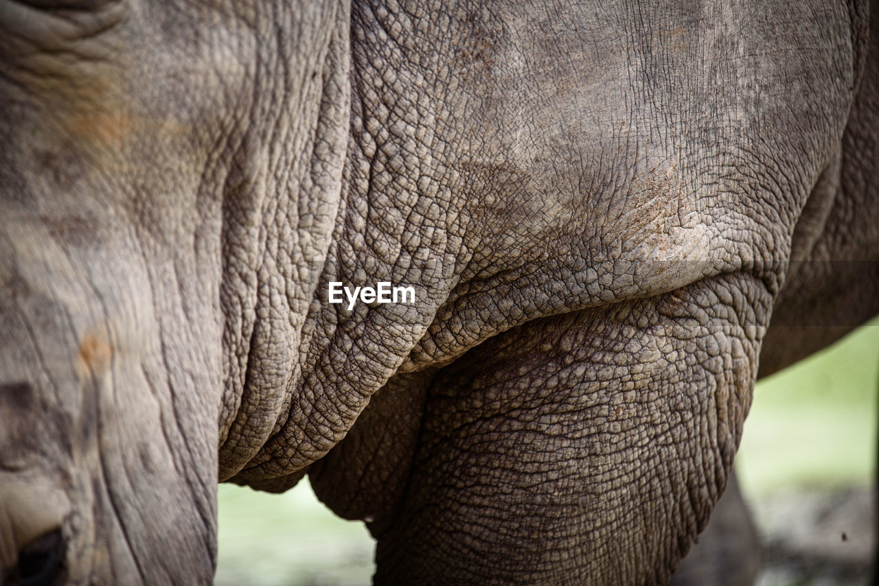 CLOSE-UP OF ELEPHANT IN A ANIMAL