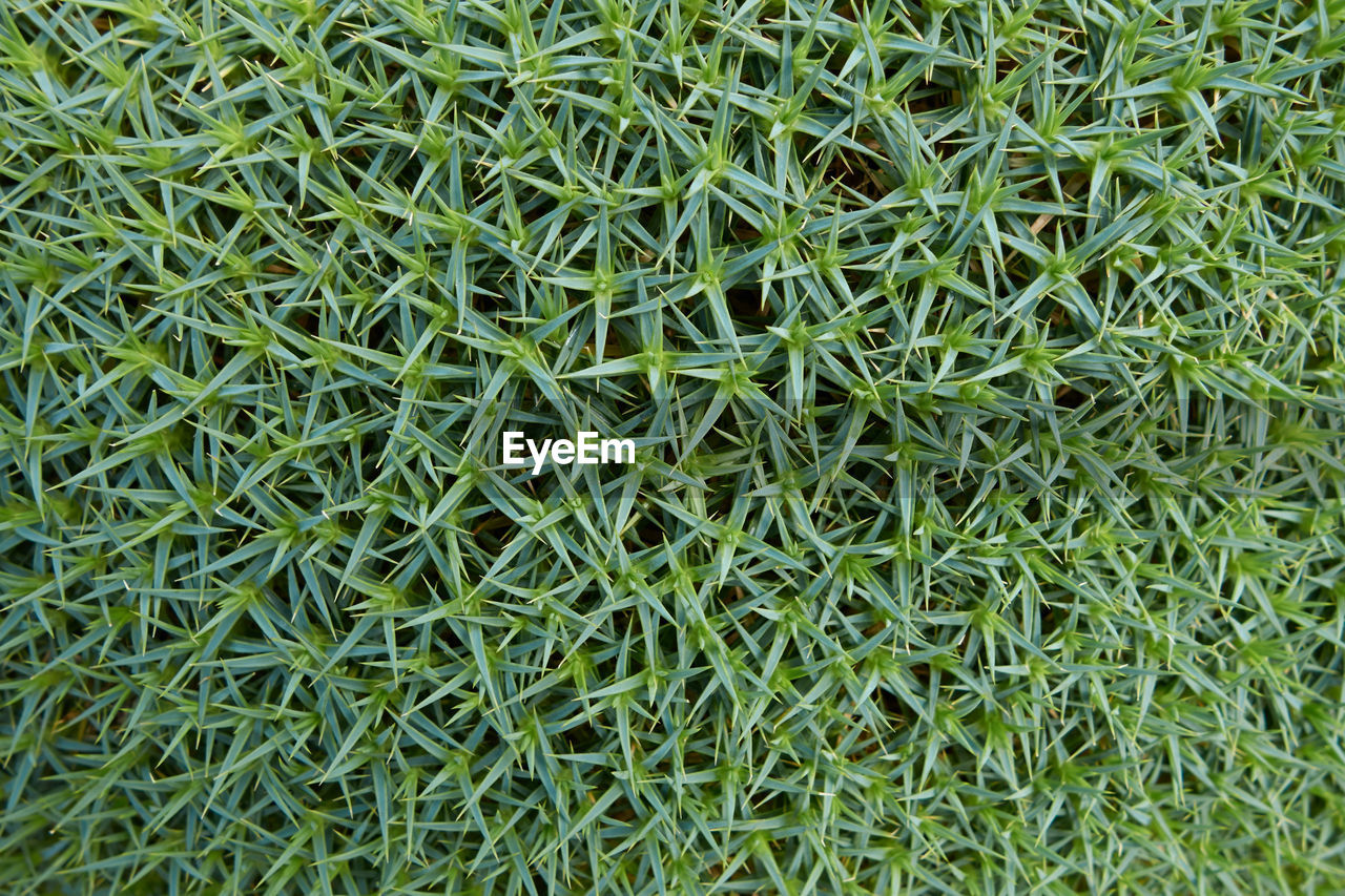 CLOSE-UP VIEW OF GRASS