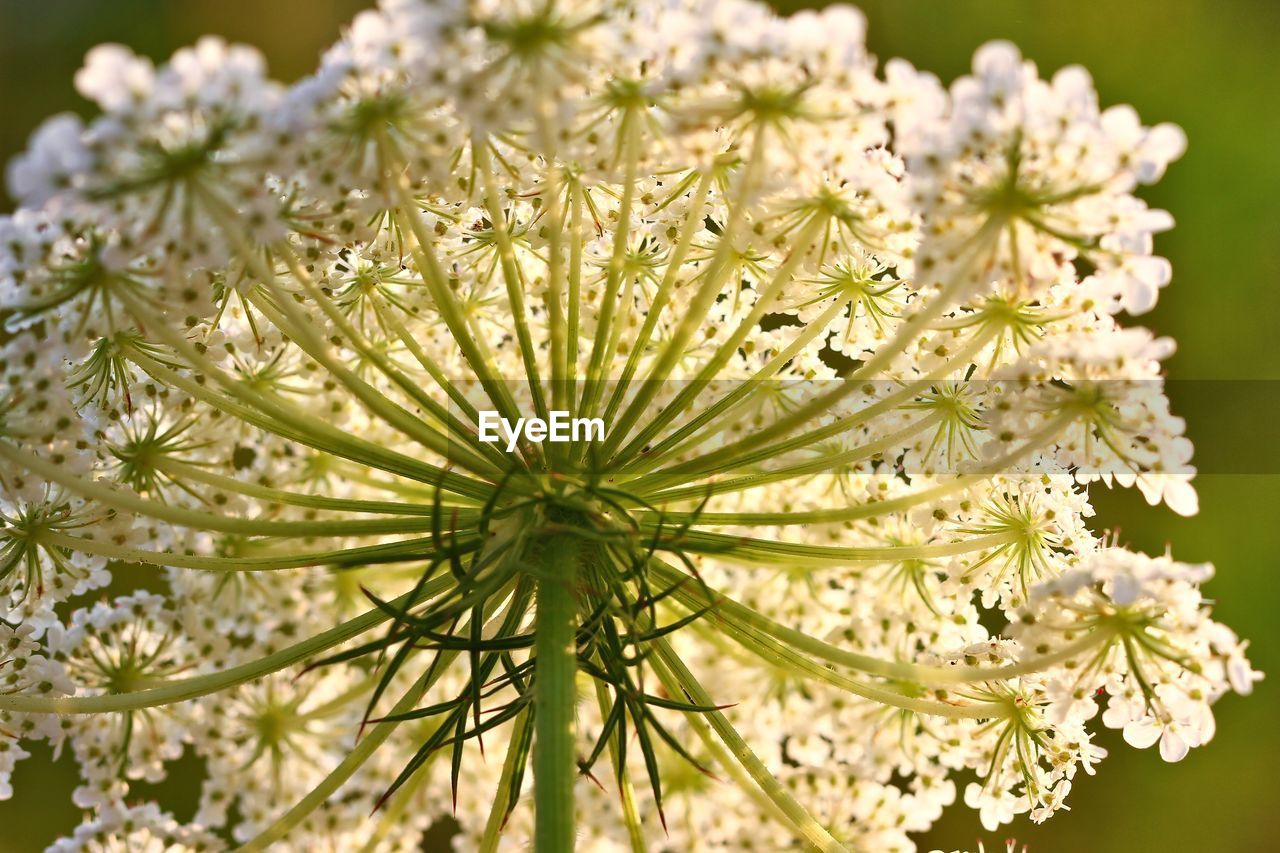 Close-up of white flowering plant