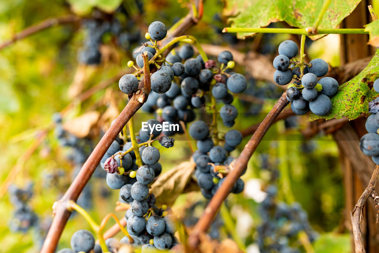 Close up of ripe red grapes on plant ready for harvest in autumn season 