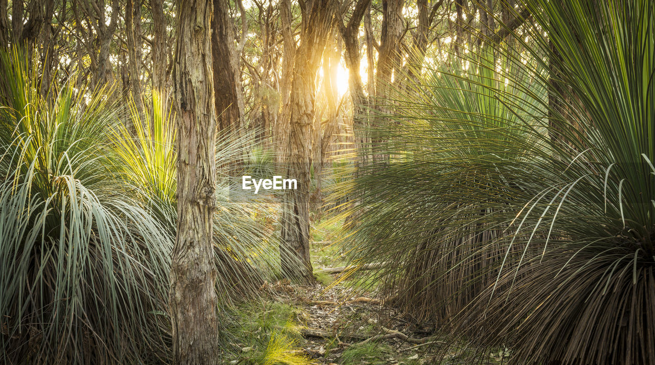 SCENIC VIEW OF TREES IN FOREST