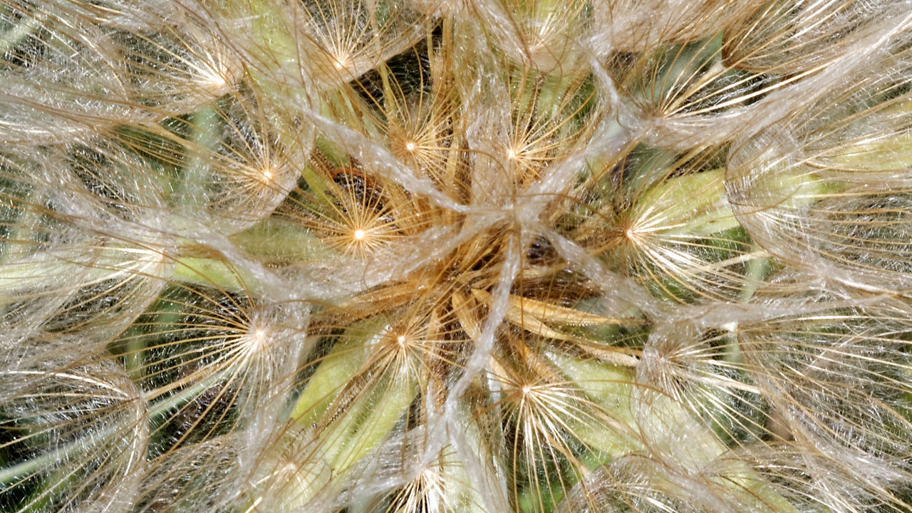 CLOSE-UP OF DANDELION FLOWER