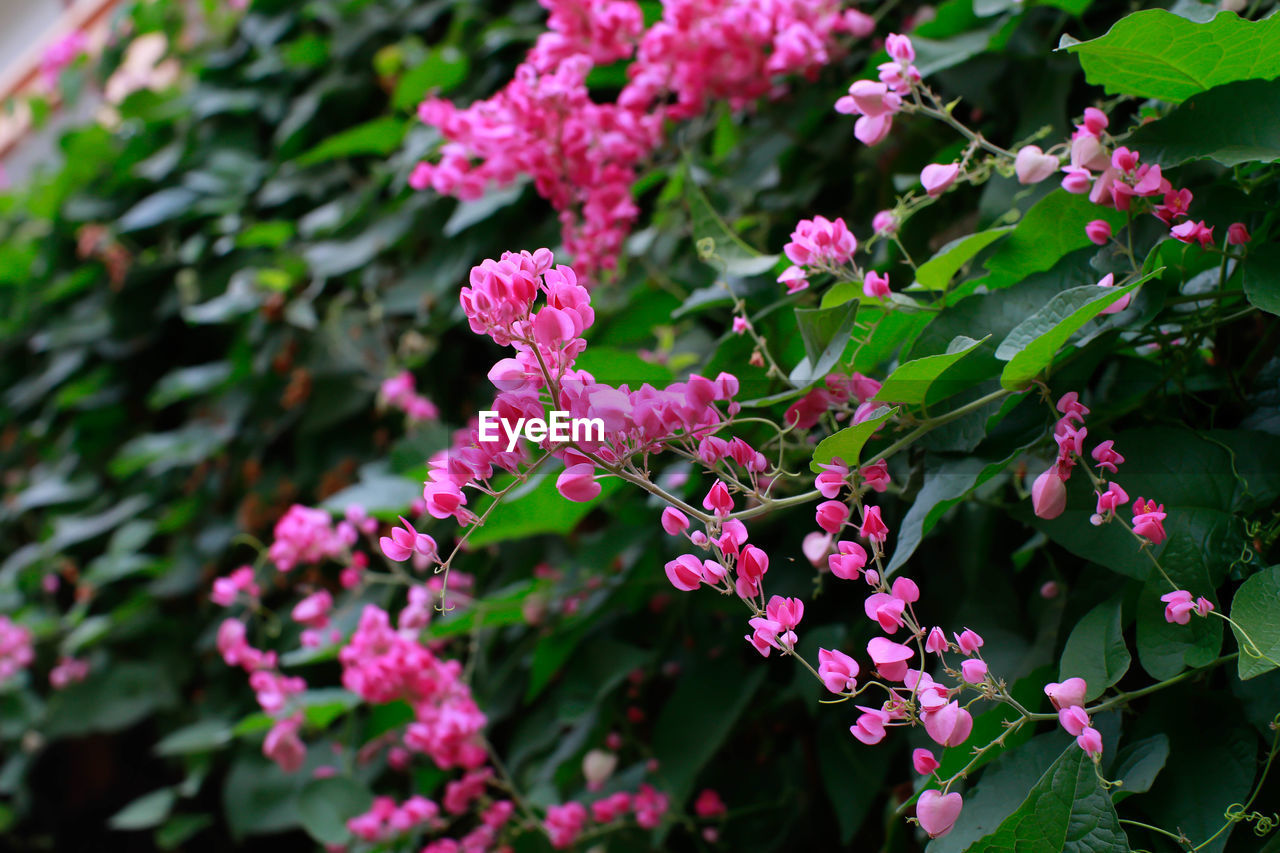 CLOSE-UP OF PINK FLOWERS ON PLANT