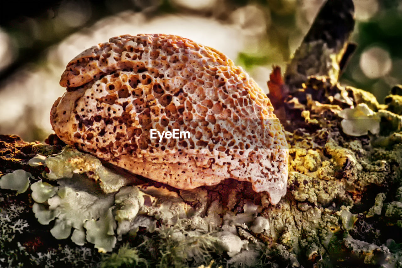 CLOSE-UP OF MUSHROOM ON MUSHROOMS