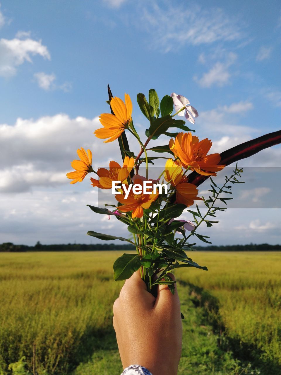 Cropped woman holding cosmos flowers on field against cloudy sky