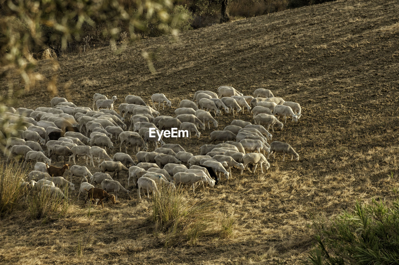 VIEW OF SHEEP ON FIELD