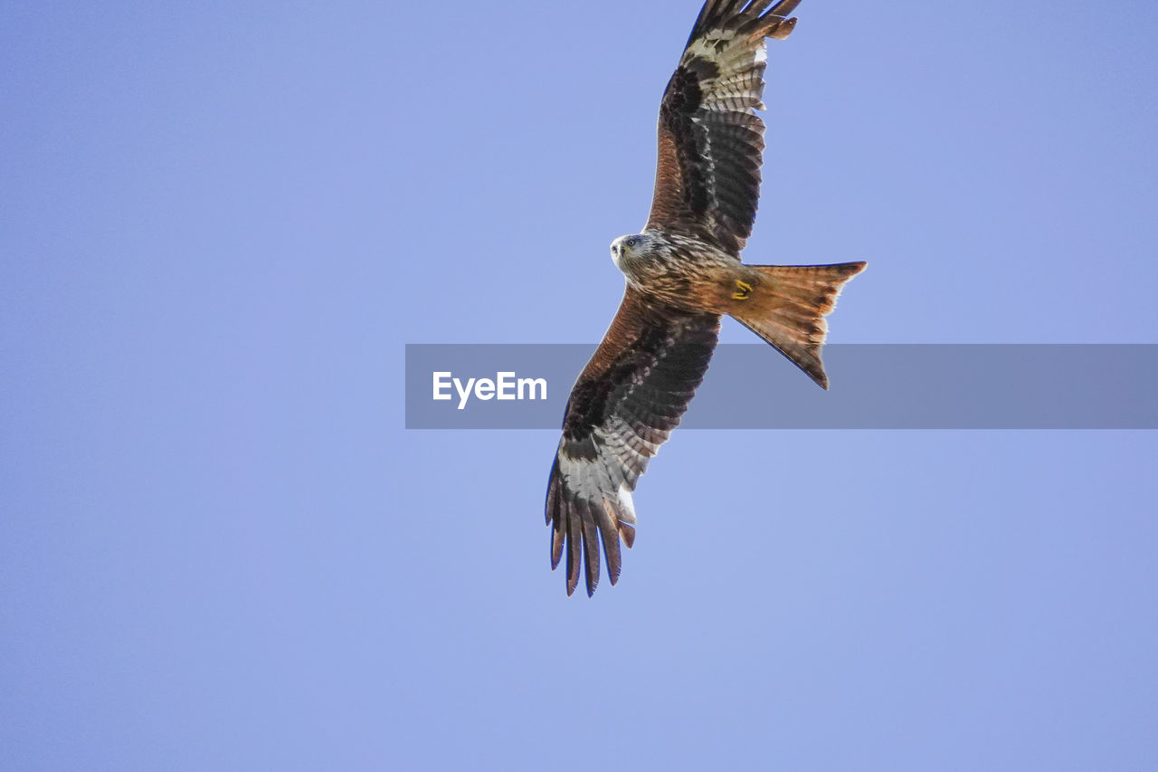 LOW ANGLE VIEW OF EAGLE FLYING AGAINST BLUE SKY
