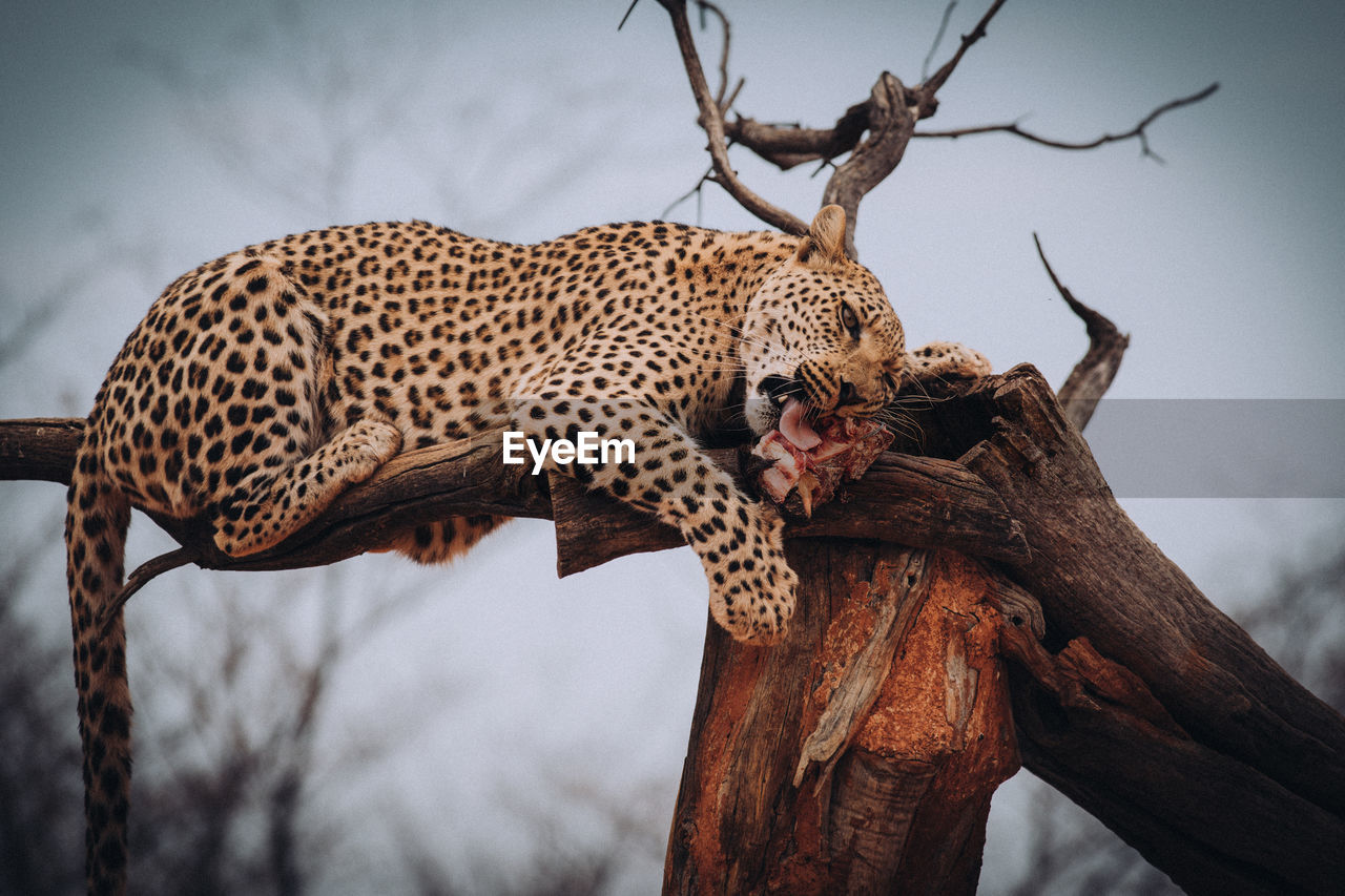 Leopard sitting on broken tree