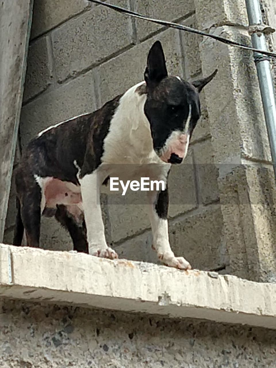 HIGH ANGLE VIEW OF DOG LOOKING AWAY