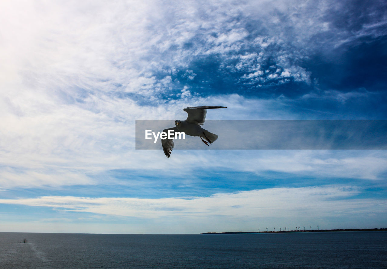 LOW ANGLE VIEW OF SEAGULL FLYING AGAINST SKY