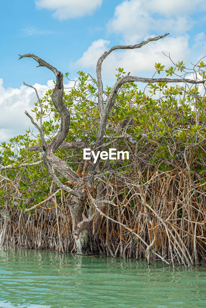 SCENIC VIEW OF TREE BY WATER AGAINST SKY