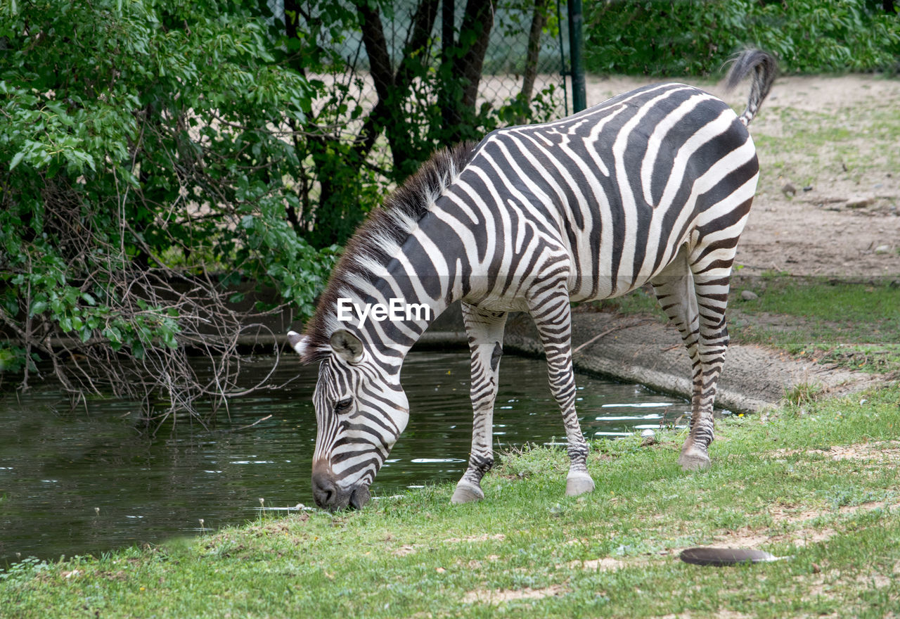 animal, animal themes, striped, zebra, animal wildlife, mammal, wildlife, zoo, plant, nature, one animal, no people, grass, animal markings, tree, safari, herbivorous, domestic animals, field, land, standing, outdoors, day, full length, grazing, tourism, travel destinations, pattern, beauty in nature