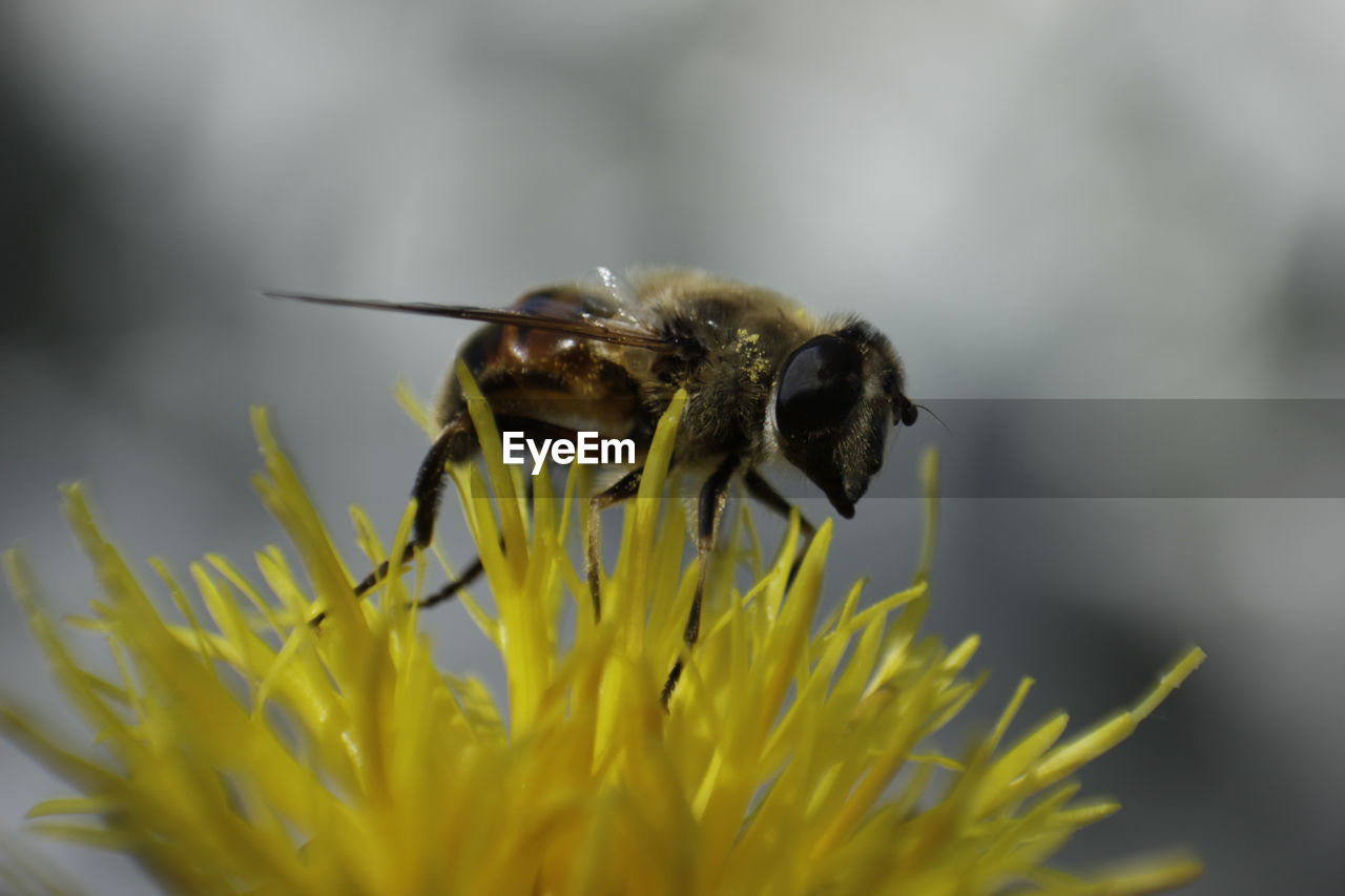 CLOSE-UP OF HONEY BEE POLLINATING ON FLOWER