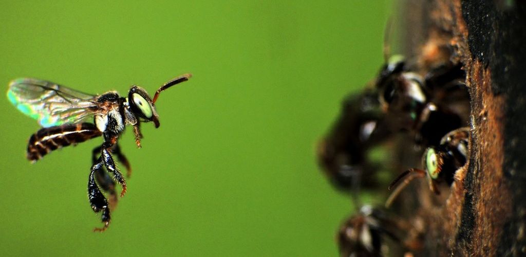 CLOSE-UP OF INSECT ON LEAF