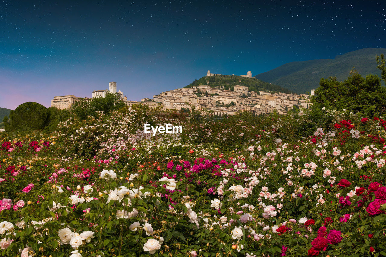 high angle view of flowering plants on field against sky