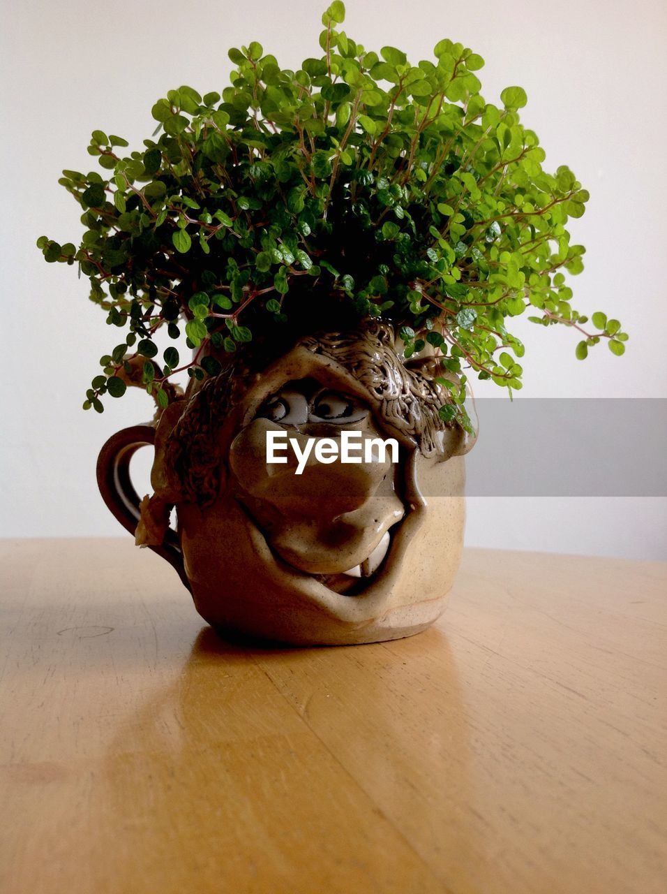 Close-up of plant on table