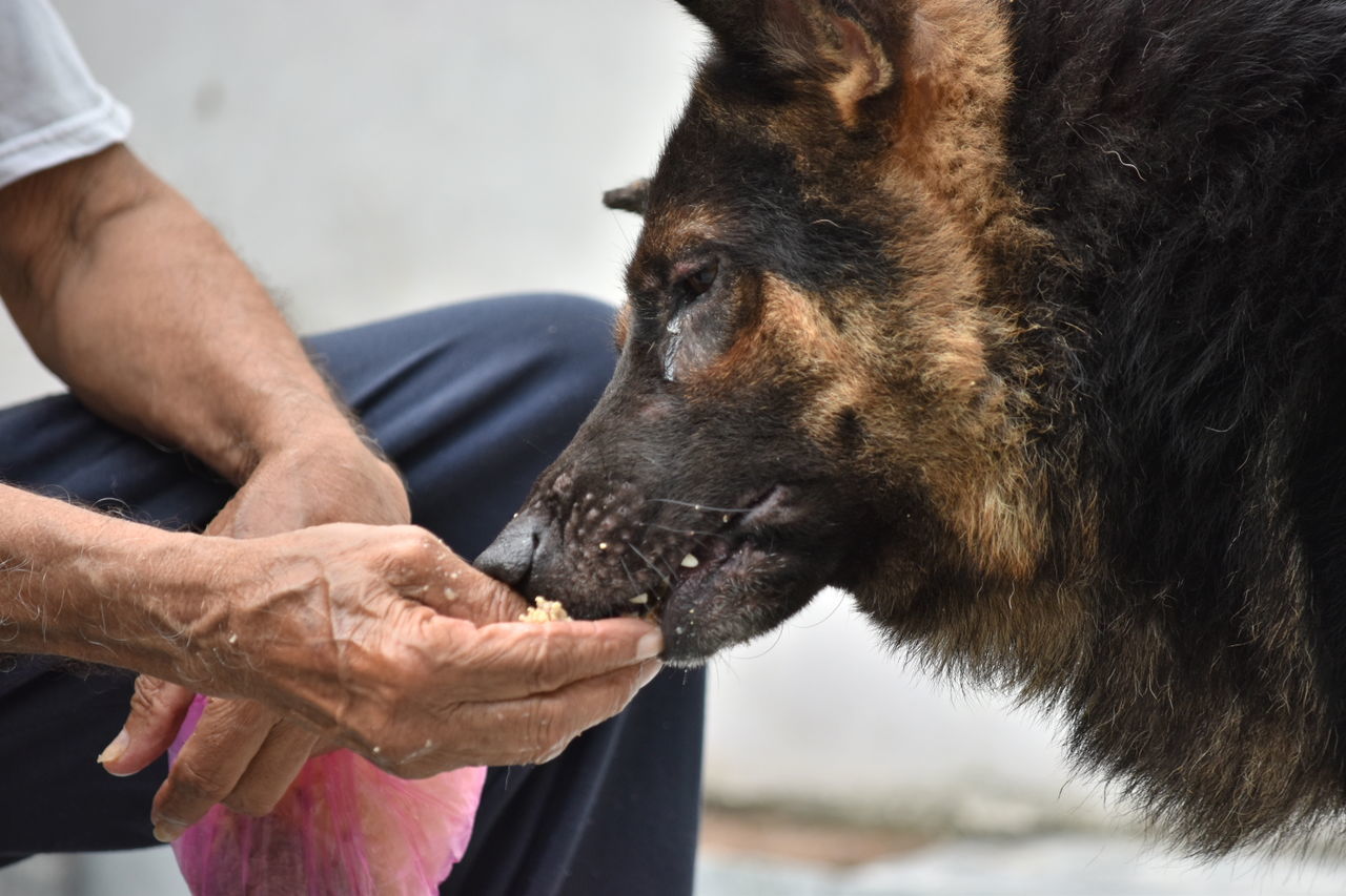 Close-up of man feeding dog