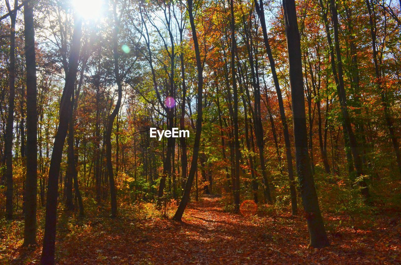 Sunlight streaming through trees in forest