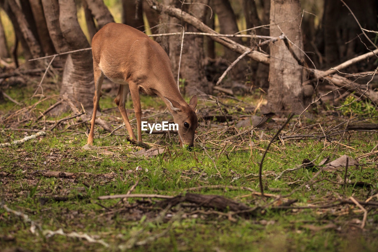 White-tailed deer odocoileus virginianus forages for clover in the wetland 