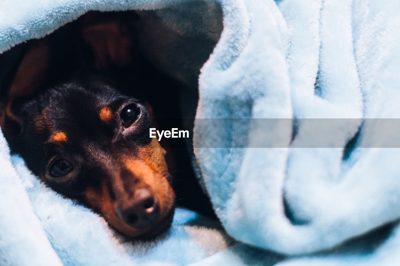 Close-up portrait of dog wrapped in blanket