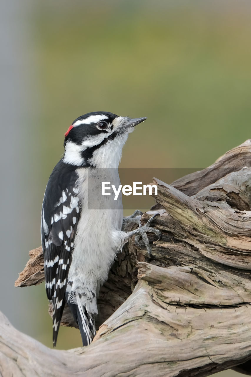 Downy woodpecker