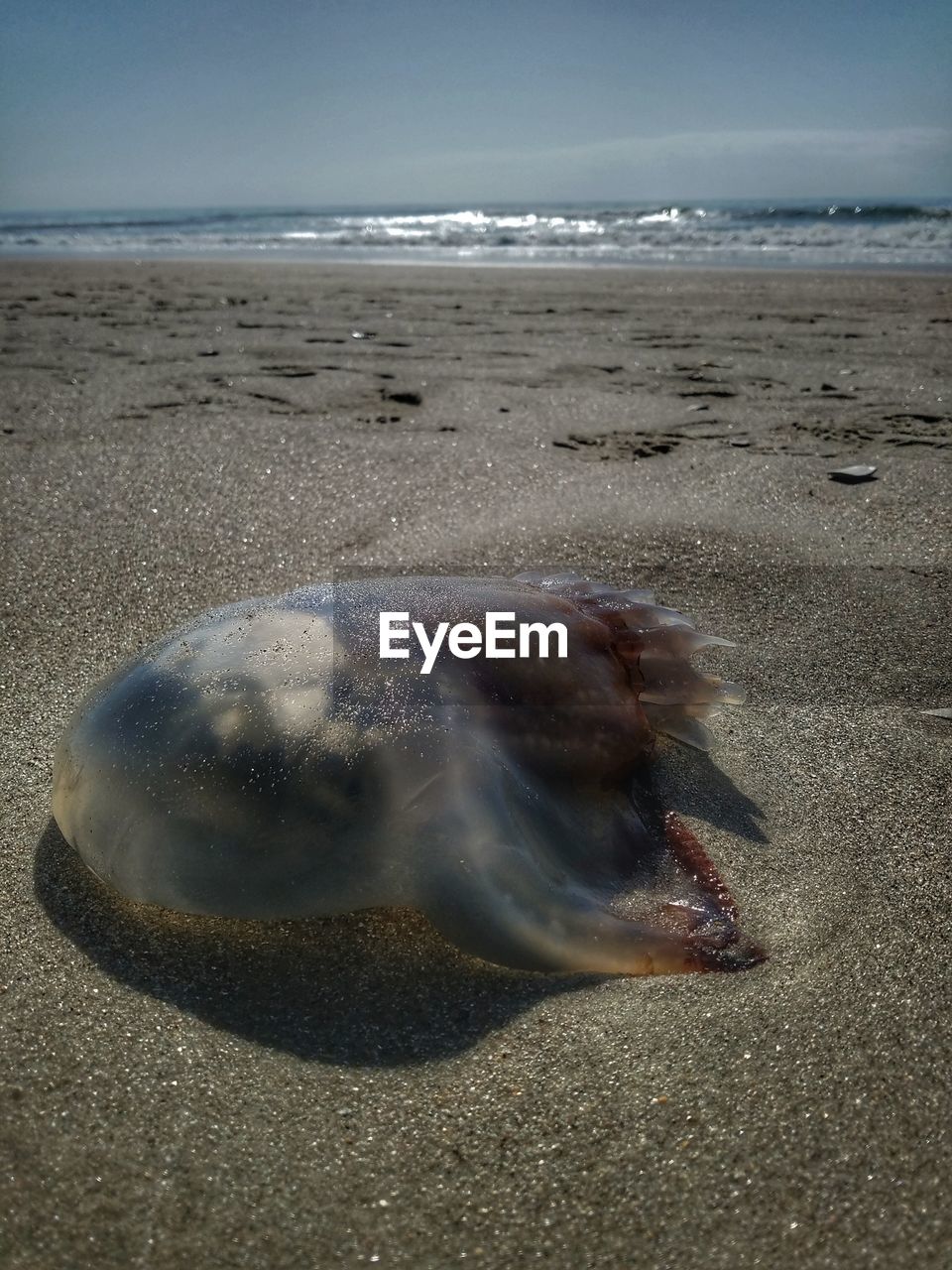 View of jellyfish on beach