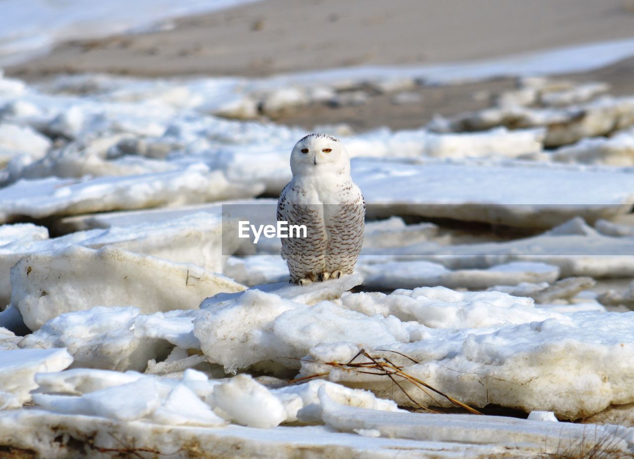 Owl at frozen lake