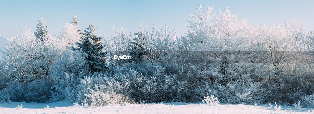 Frozen trees in forest against sky