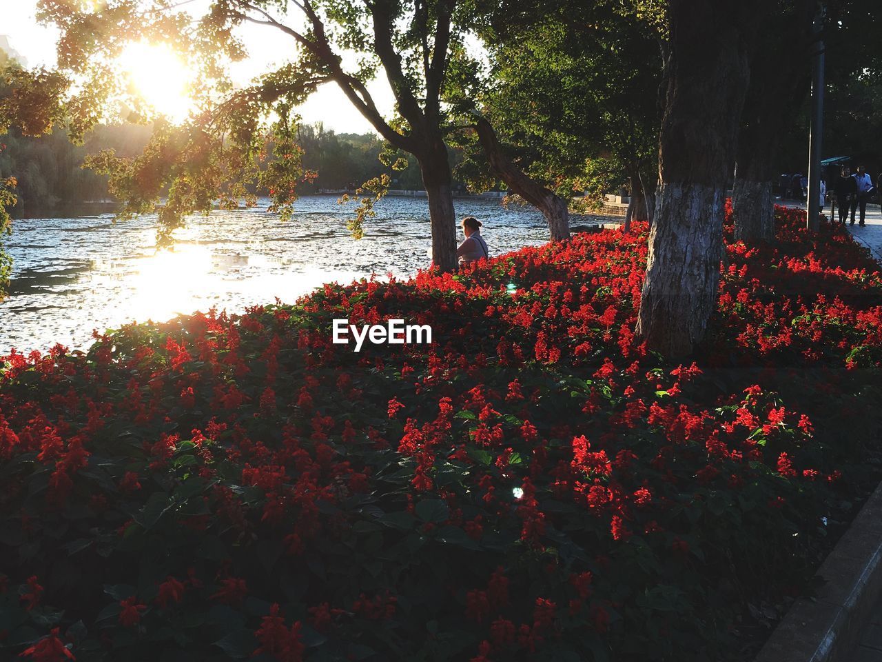 Sun shining through trees