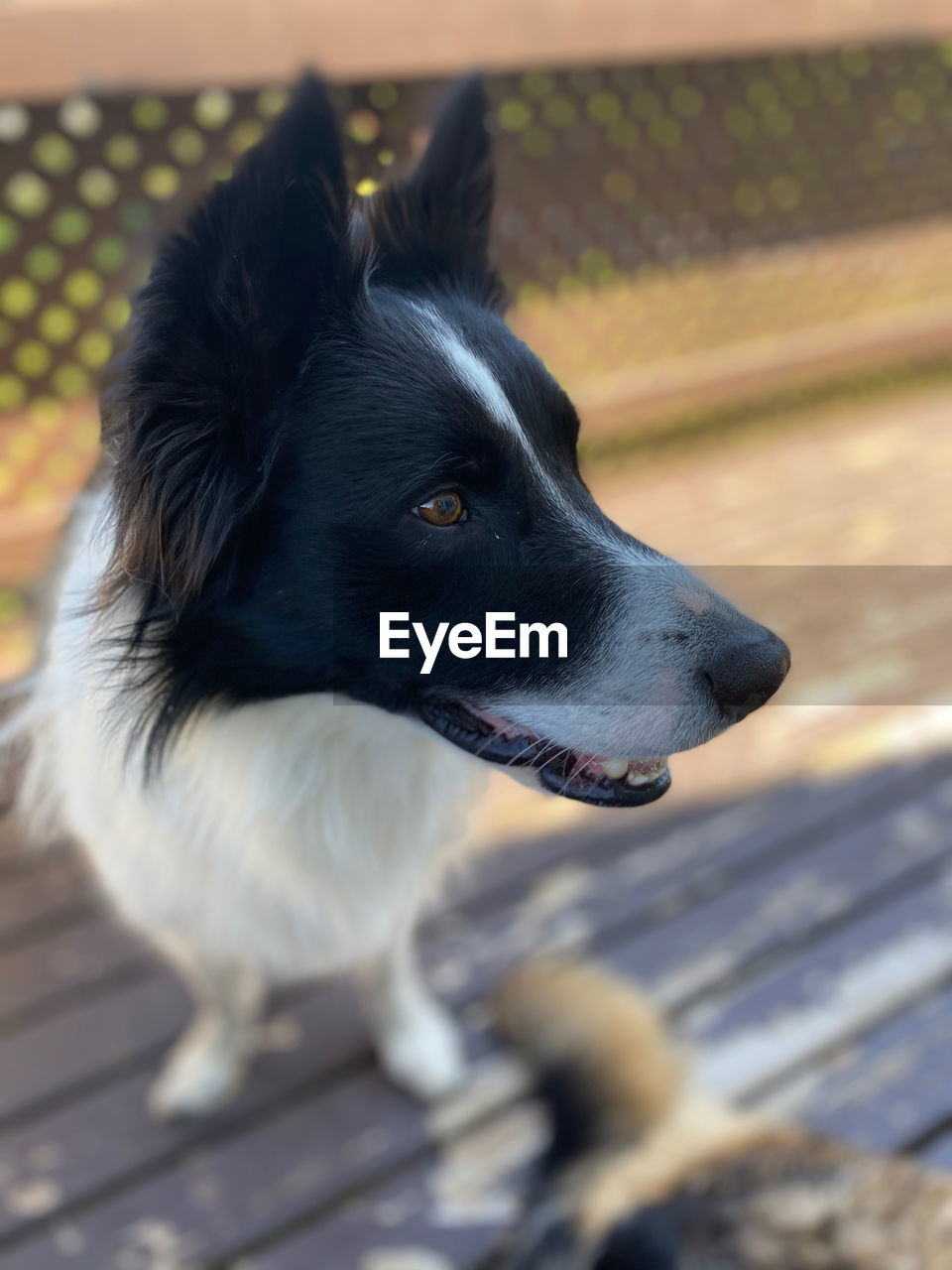 pet, one animal, animal themes, animal, domestic animals, canine, dog, mammal, border collie, looking, puppy, no people, animal body part, day, close-up, outdoors, looking away, focus on foreground, nature, cute, selective focus