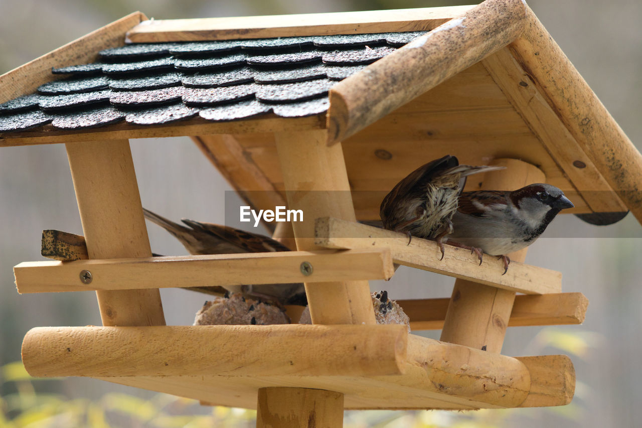 LOW ANGLE VIEW OF BIRD ON WOOD