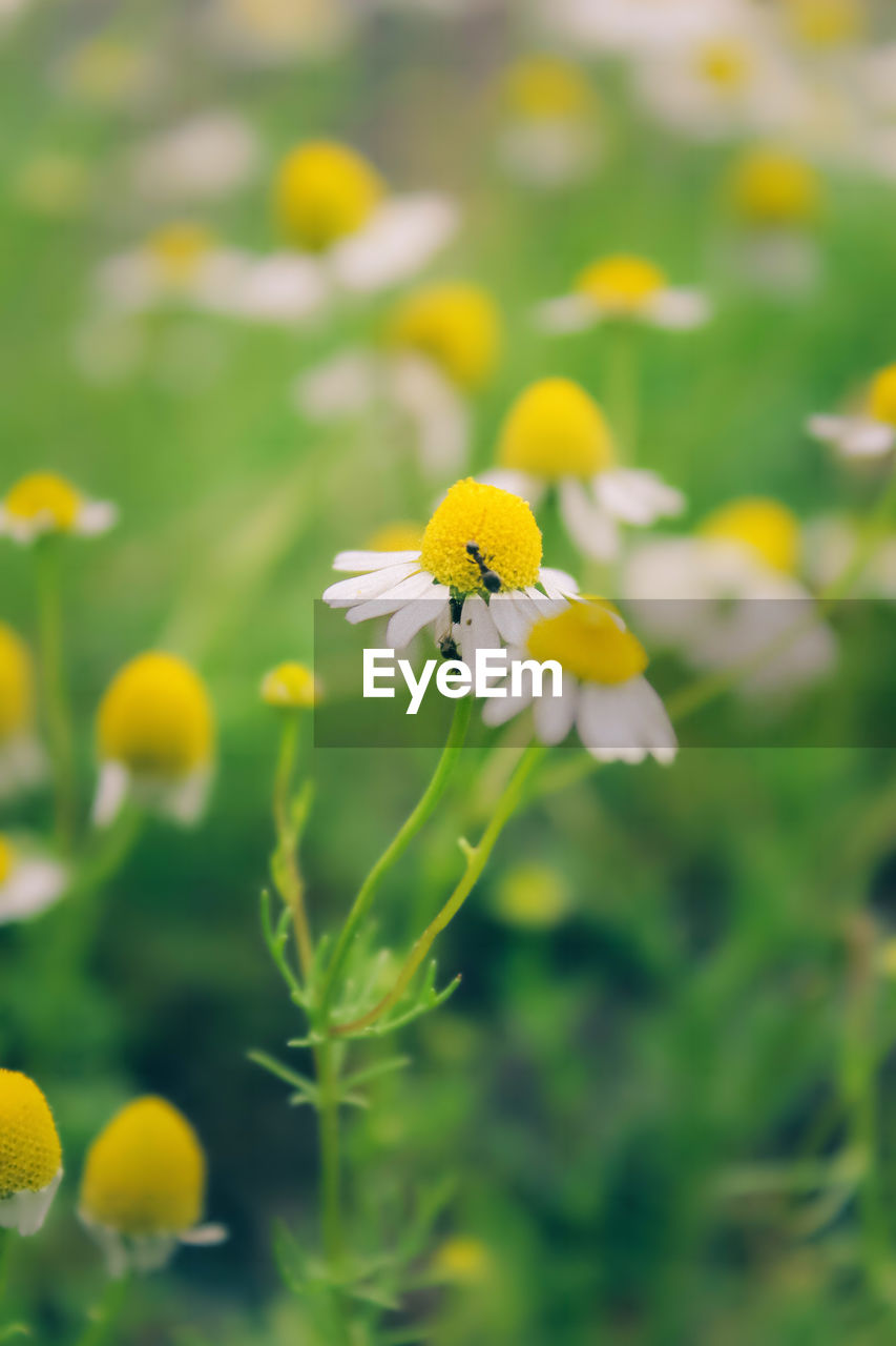 CLOSE-UP OF BUG ON YELLOW FLOWERING PLANT