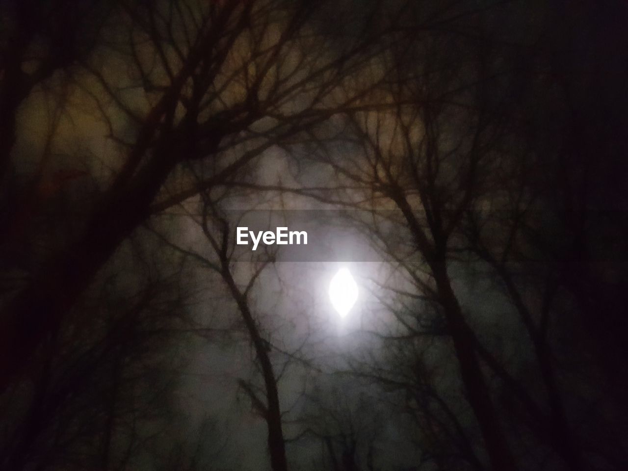 LOW ANGLE VIEW OF BARE TREES AGAINST MOON