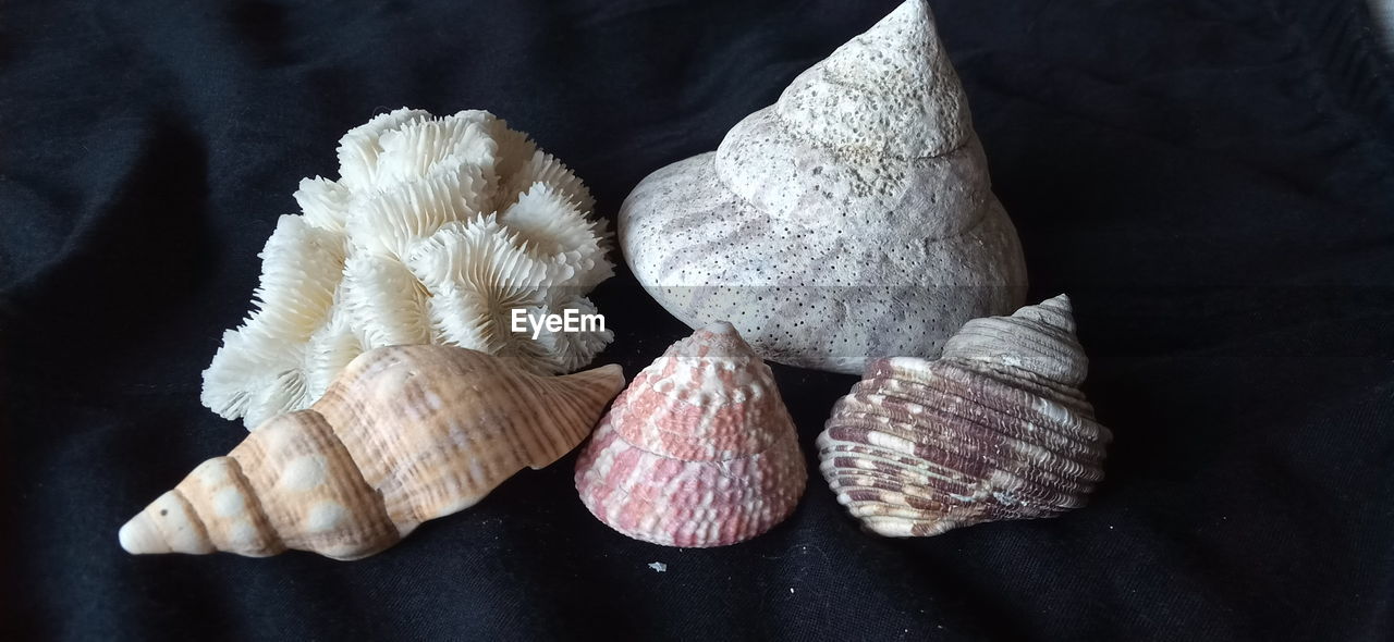 CLOSE-UP OF SEASHELLS ON TABLE
