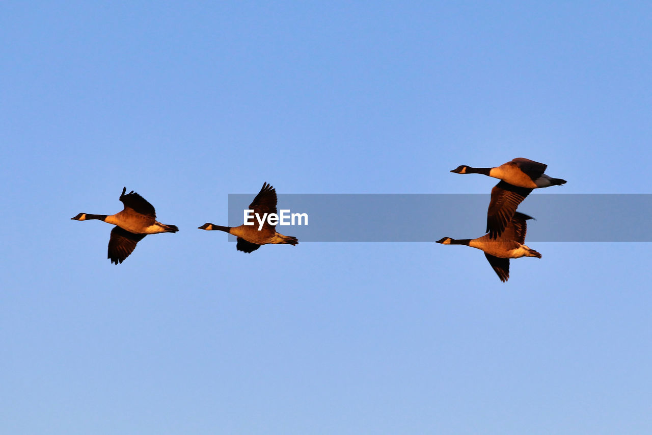 LOW ANGLE VIEW OF BIRDS FLYING