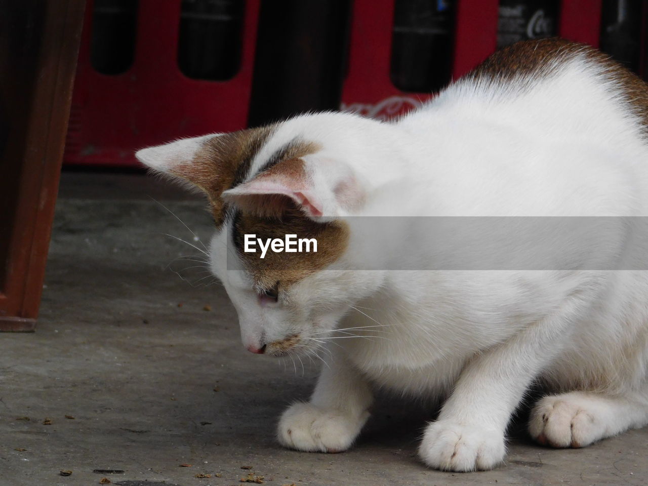 CLOSE-UP OF A CAT WITH EYES