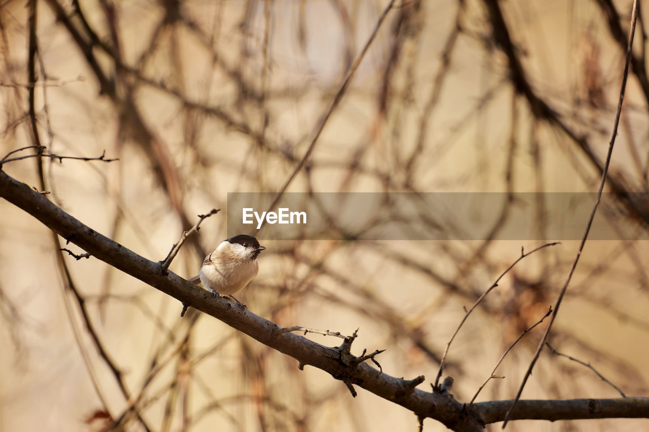 animal wildlife, branch, animal, animal themes, wildlife, tree, bird, twig, nature, perching, winter, plant, one animal, spring, no people, bare tree, outdoors, close-up, focus on foreground, leaf, flower, beauty in nature, autumn, day