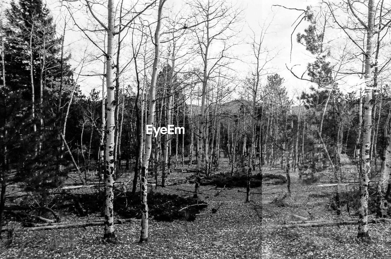 SCENIC VIEW OF BARE TREES IN FOREST