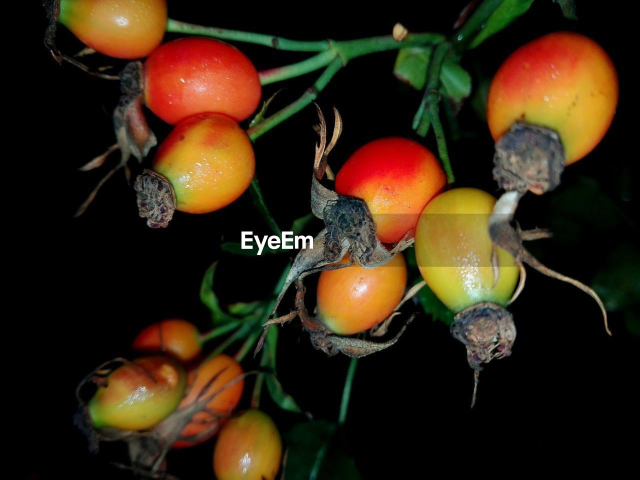 CLOSE-UP OF FRUITS HANGING ON TREE