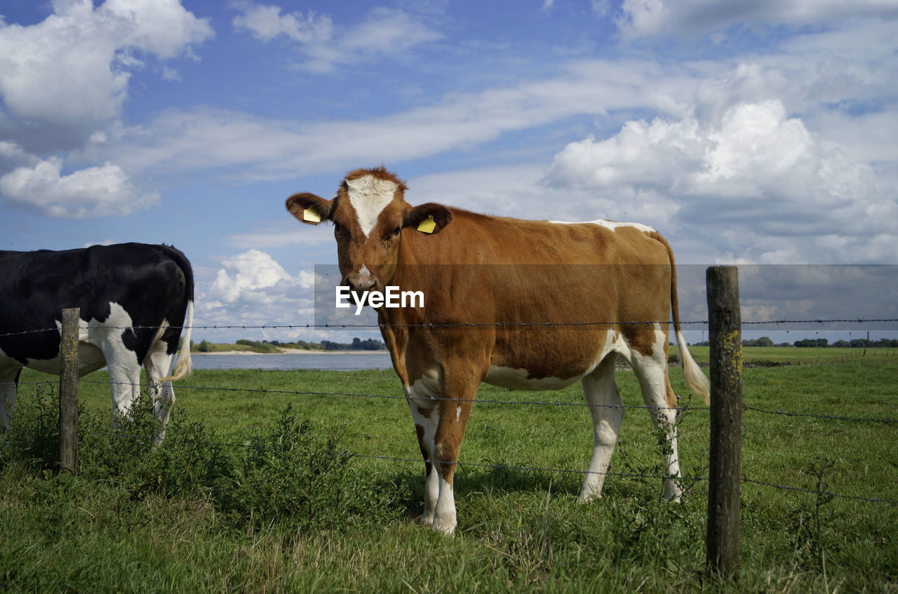 COW GRAZING ON FIELD AGAINST SKY