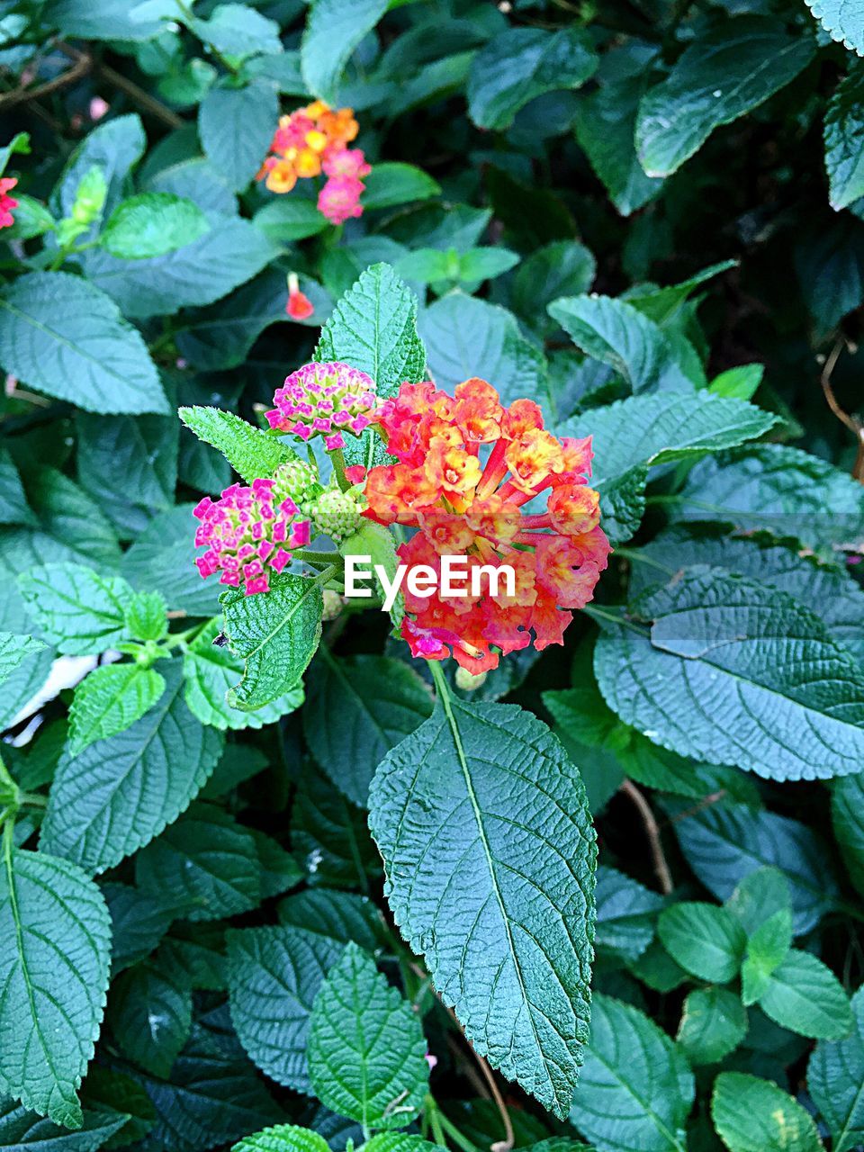 Close-up of flowers blooming outdoors