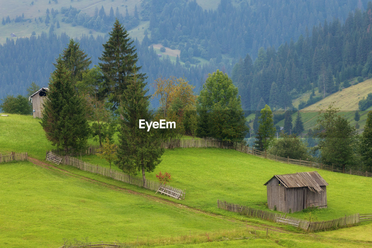 SCENIC VIEW OF TREES AND MOUNTAINS