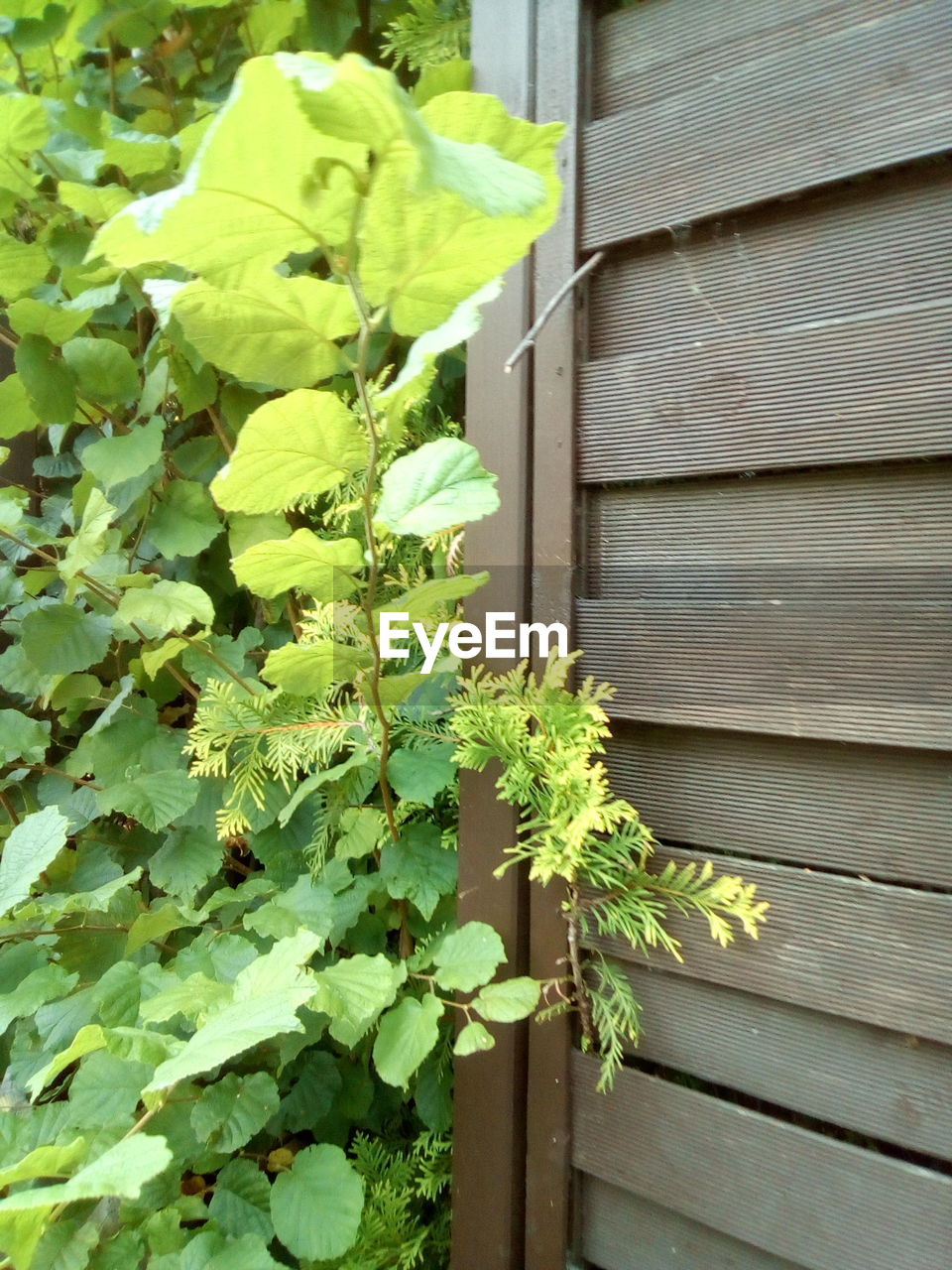 CLOSE-UP OF IVY GROWING ON BUILDING