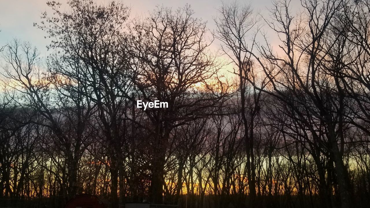 SILHOUETTE BARE TREES IN FOREST AGAINST SKY