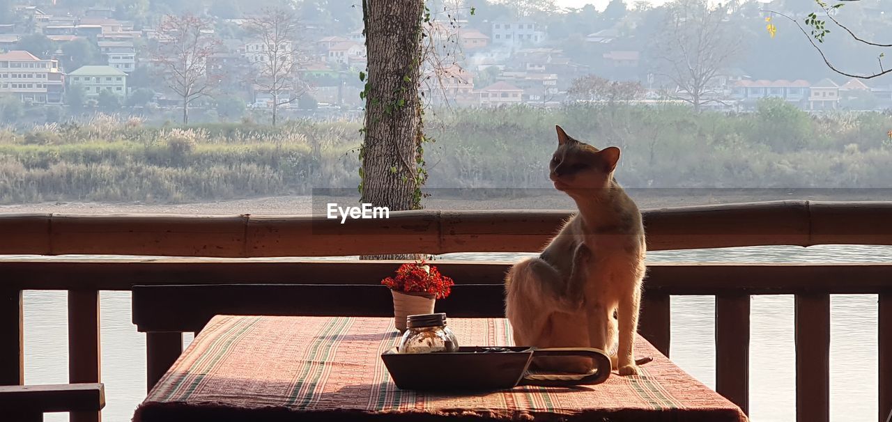 CAT SITTING ON WINDOW SILL AT THE TABLE