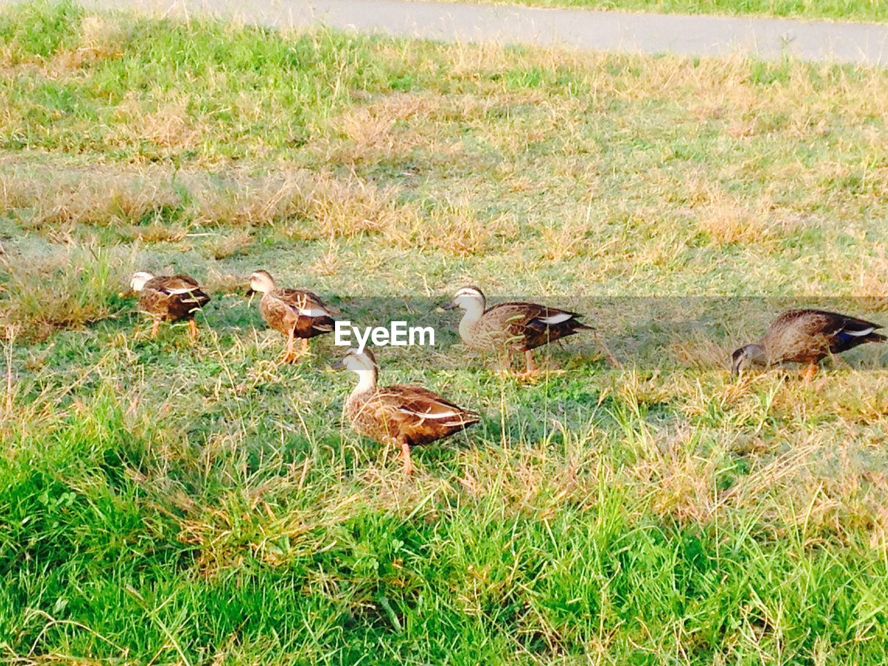 Female ducks on green grass