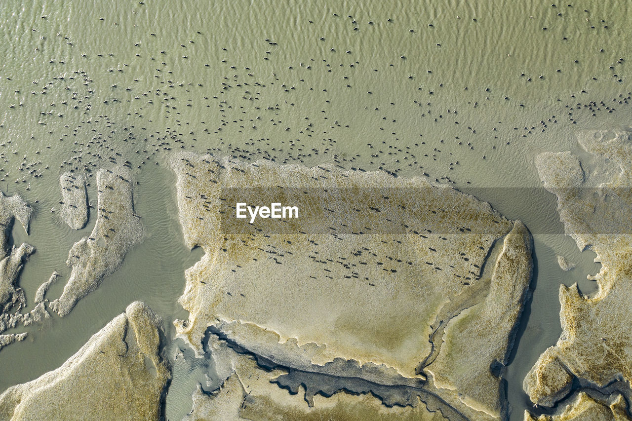 Hundreds of bird dot marsh land looking for lunch in the sf bay