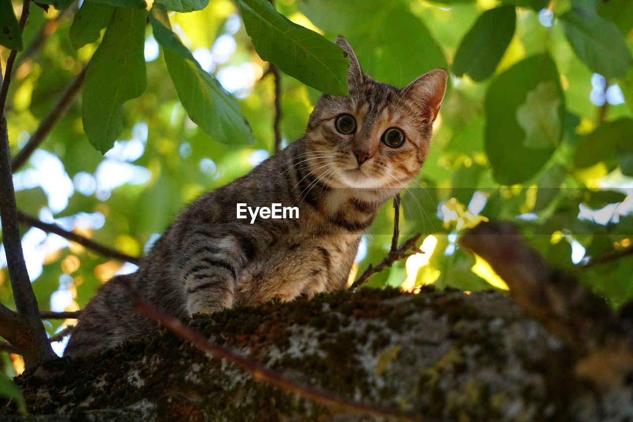 Portrait of a cat on tree