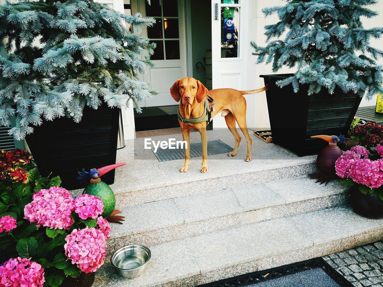 VIEW OF DOG WITH FLOWER POT